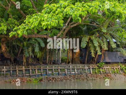 Protezione dall'erosione lungo un fiume a Sundarbans, Barisal Division, Banaripara, Bangladesh Foto Stock