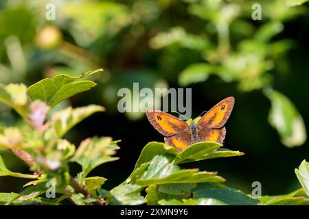 Farfalla del guardiano Pyronia tithonus, ali superiori marroni affumicati con marcature arancioni e puntini bianchi accoppiati con punti di vista marroni sulle frontali Foto Stock