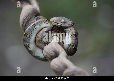 pitone sul tronco ( python reticulatus ) Foto Stock