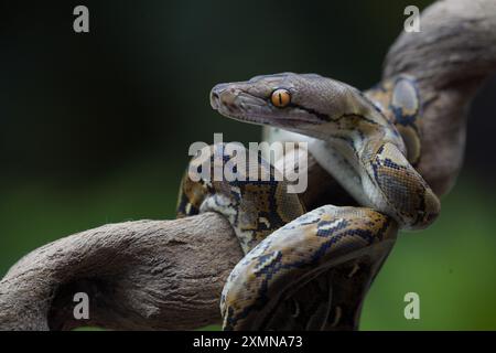 pitone sul tronco ( python reticulatus ) Foto Stock