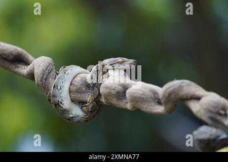 pitone sul tronco ( python reticulatus ) Foto Stock