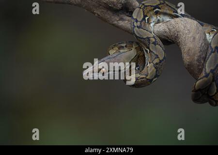 pitone sul tronco ( python reticulatus ) Foto Stock