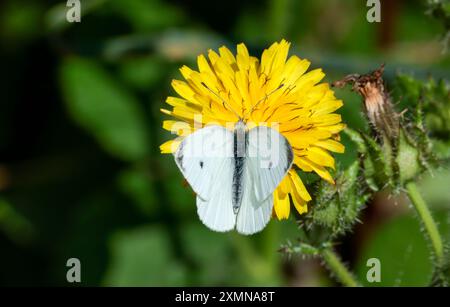 Grande farfalla bianca Pieris brassicae, su taraxacum officinale giallo, ali superiori, cremosa punta nera bianca per far avanzare le ali giallastre Foto Stock