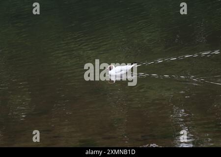 Black Head Gull Swimming sul fiume Foto Stock