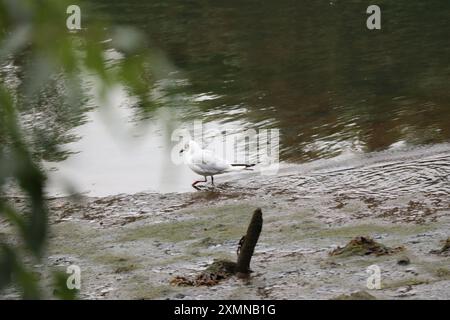 Gabbiano dalla testa nera che cammina accanto al fiume Foto Stock