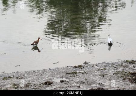 Curlew e gabbiano dalla testa nera in acqua Foto Stock
