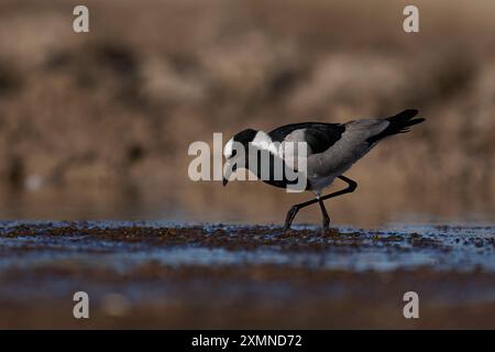 Il fabbro Lapwing (armatura Vanillas) si nutre in una pozza d'acqua nella riserva naturale di Onguma, al confine con il Parco nazionale di Etosha, Namibia. Foto Stock