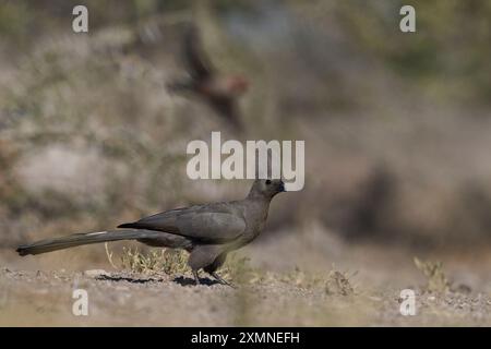 Uccello grigio da asporto (Corythaixoides noncolor) in una pozza d'acqua nella riserva naturale di Onguma al confine con il Parco nazionale di Etosha, Namibia. Foto Stock