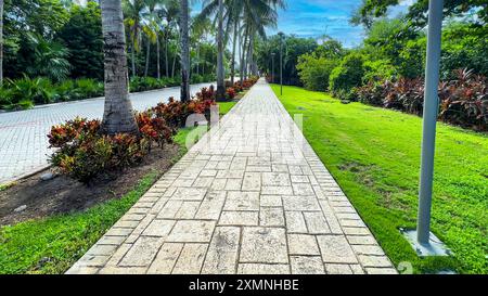 Viale pieno di piante tropicali e Cordyline fruticosa Rubra, circondato da un ambiente naturale e tropicale del Messico, luogo ideale per rilassarsi. Foto Stock