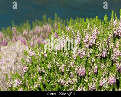 Mix di erica vagan, brughiera vagante o brughiera piante rosa fiorite sulla scogliera dell'oceano vicino a Puerto de Vega, Asturie, Spagna. Cornish Heath o wande Foto Stock