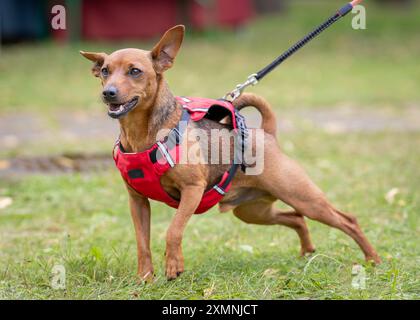 Il Pinscher miniaturizzato, noto anche come il Pincher nano e il Mini pin al guinzaglio. Ritratto da esterno per cane Pinscher in miniatura rosso. Foto Stock