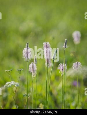 Piantagione in fiore (Plantago media) in erba verde nel prato. Sfondo naturale con spazio per il testo. Hoary Plantain - Plantago media Foto Stock