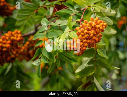 Frutti di arancia su un albero di Rowan, Sorbus aucuparia. Cenere di montagna europea, albero di rowan (Sorbus aucuparia), ramo con frutti di bosco. Sfondo autunnale. Foto Stock