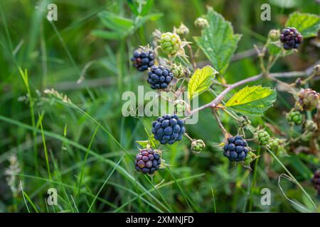 Le bacche maturano su un ramo di mora comune (Rubus caesius) in natura. Mirtillo europeo (Rubus caesius) primo piano di frutta. Foto Stock