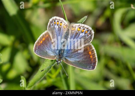 Farfalla blu comune femminile, Polyommatus icarus, Sussex, Regno Unito Foto Stock