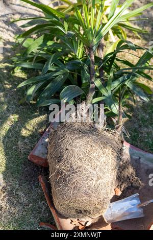 Rhapis excelsa si sta reintegrando in un nuovo grande vaso. Una palma Rhapis con rilegatura radice eccelsa che si riversa in un nuovo vaso Foto Stock