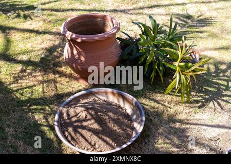 Riavvolgere una palma da donna variegata in un vaso di argilla più grande nel giardino Foto Stock