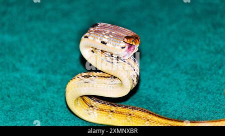 Serpente Coelognathus radiatus comunemente noto come il serpente a razzo irradiato è pronto ad attaccare Foto Stock
