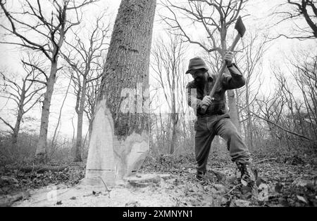 Woodcutter1 dicembre (nessun anno) foto di Roger Bamber Foto Stock