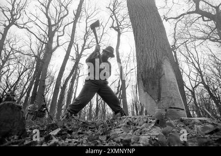 Woodcutter1 dicembre (nessun anno) foto di Roger Bamber Foto Stock