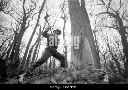 Woodcutter1 dicembre (nessun anno) foto di Roger Bamber Foto Stock