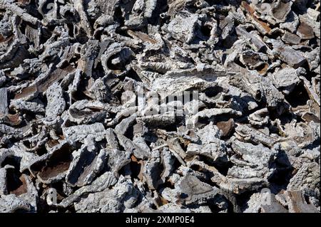 Corteccia di quercia di sughero appena rimossa dagli alberi di quercia di sughero (Quercus suber) e impilata per asciugarsi, Alentejo, Portogallo. Foto Stock