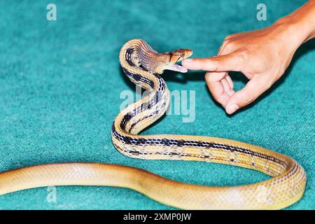 Serpente aggressivo Coelognathus radiatus comunemente noto come il serpente ratto irradiato che morde un dito Foto Stock