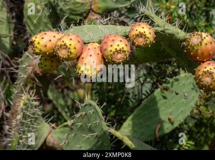 Opuntia, noto anche come cactus di pere di riccio, è noto per i suoi frutti saporiti e le loro spine Foto Stock