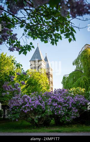 I lillani in piena fioritura circondano la cattedrale di Lund in primavera in Svezia Foto Stock