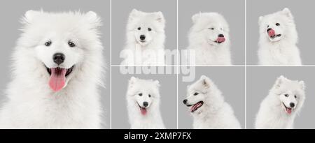Collage fatto di ritratti di simpatico, curioso, bianco Siberian Husky, cane Samoyed in posa su sfondo grigio studio. Foto Stock