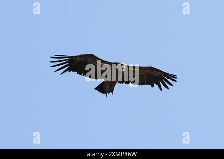 Griffon Vulture in volo contro un cielo azzurro. Foto Stock