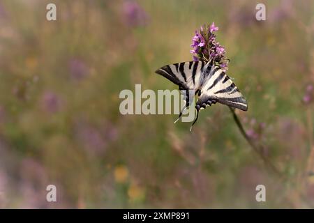 Bellissima farfalla Papilio machaon arroccata in un campo di lavanda con ali aperte. Messa a fuoco selettiva, aree sfocate Foto Stock
