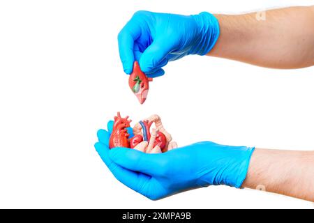 La mano con i guanti colloca un modello di fegato tra i vari modelli di organi anatomici tenuti in un'altra mano isolata sul bianco. Istruzione, formazione medica e salute Foto Stock