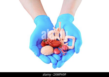 Coppia di guanti che presentano una collezione di modelli anatomici degli organi umani essenziali. Istruzione, formazione medica e studi anatomici Foto Stock