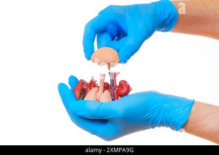 Mano con guanti posizionando con cura un modello cerebrale tra varie repliche anatomiche di organi umani. Utile per illustrazioni mediche e scopi educativi Foto Stock