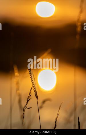 Un primo piano di erba stagliata al crepuscolo, con il tramonto che si riflette sul fiume Ouse Foto Stock