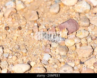 Una cavalletta alata pallida (Trimerotropis pallidipennis) si fonde perfettamente nel suolo roccioso del Colorado Foto Stock