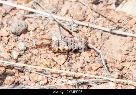 Si vede una cavalletta alata pallida (Trimerotropis pallidipennis) che si fonde nel suolo roccioso del Colorado. Foto Stock