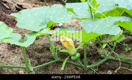 Immagine di una zucca giovane con foglie verdi, che mostra la natura fresca e vibrante della pianta. Perfetto per l'uso in contesti agricoli o educativi Foto Stock