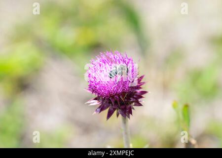 Un'ape pugnace (Megachile pugnata) raccoglie energicamente il nettare da un vivace cardo muschiato (Carduus nutans) fiore in Colorado Foto Stock