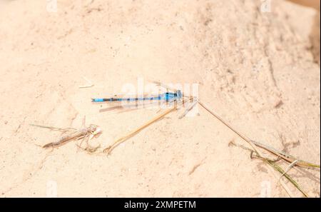 Una splendida damigella del fiume Bluet (Enallagma anna) si trova su un'arida zona di terra vicino al fiume Colorado Foto Stock