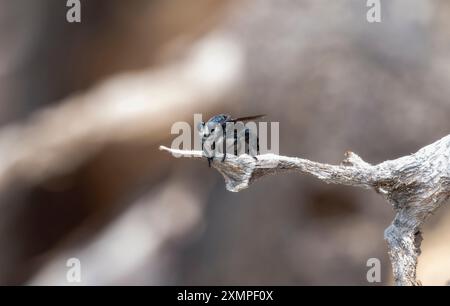 Una mosca rapinatrice del genere Pogonosoma poggia su un ramo sottile in Colorado Foto Stock