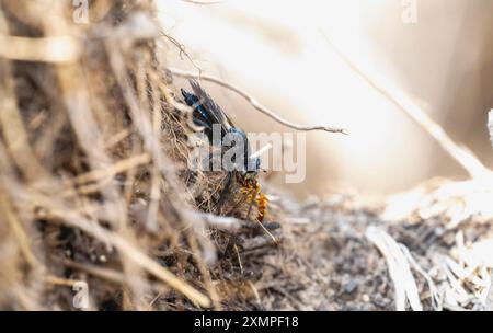 Una mosca rapinatrice del genere Pogonosoma con le prede su un ammasso di materiale vegetale secco. Foto Stock