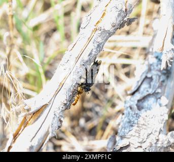 Una mosca rapinatrice del genere Pogonosoma con prede arroccate su ramoscelli in un paesaggio del Colorado. Foto Stock