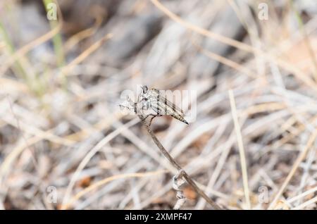 Una mosca rapinatrice del genere Machimus poggia su uno stelo secco nel terreno arido del Colorado. Foto Stock