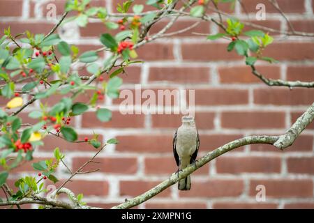 Uccello del Northen che prende in giro appollaiato davanti a un muro di mattoni con bacche di agrifoglio nelle vicinanze Foto Stock