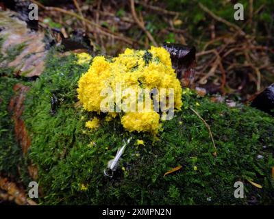 Cane vomito slime muffa o Jasmine muffa . "Fuligo septica", classe Myxomycetes.Physaraceae. È comunemente noto come melma d'uovo strapazzato o fiori di abbronzatura Foto Stock