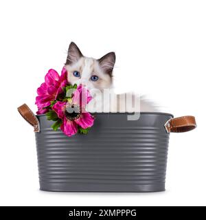 Carino gattino Ragdoll seduto in una vasca grigia nascosta dietro finti fiori rosa. Guarda curioso verso la fotocamera con gli occhi blu tipici della razza. Isolato su Foto Stock