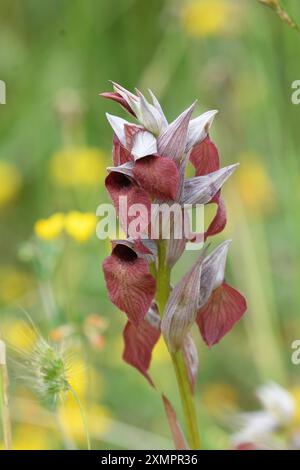 Primo piano dell'orchidea Serapias cordigera in fiore Foto Stock