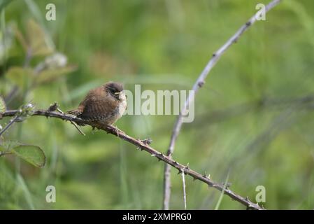 Giovane Winter Wren (Troglodytes troglodytes) arroccato su un ramo diagonale spinoso, Left of Image, Looking into camera, girato sull'Isola di Man, Regno Unito Foto Stock